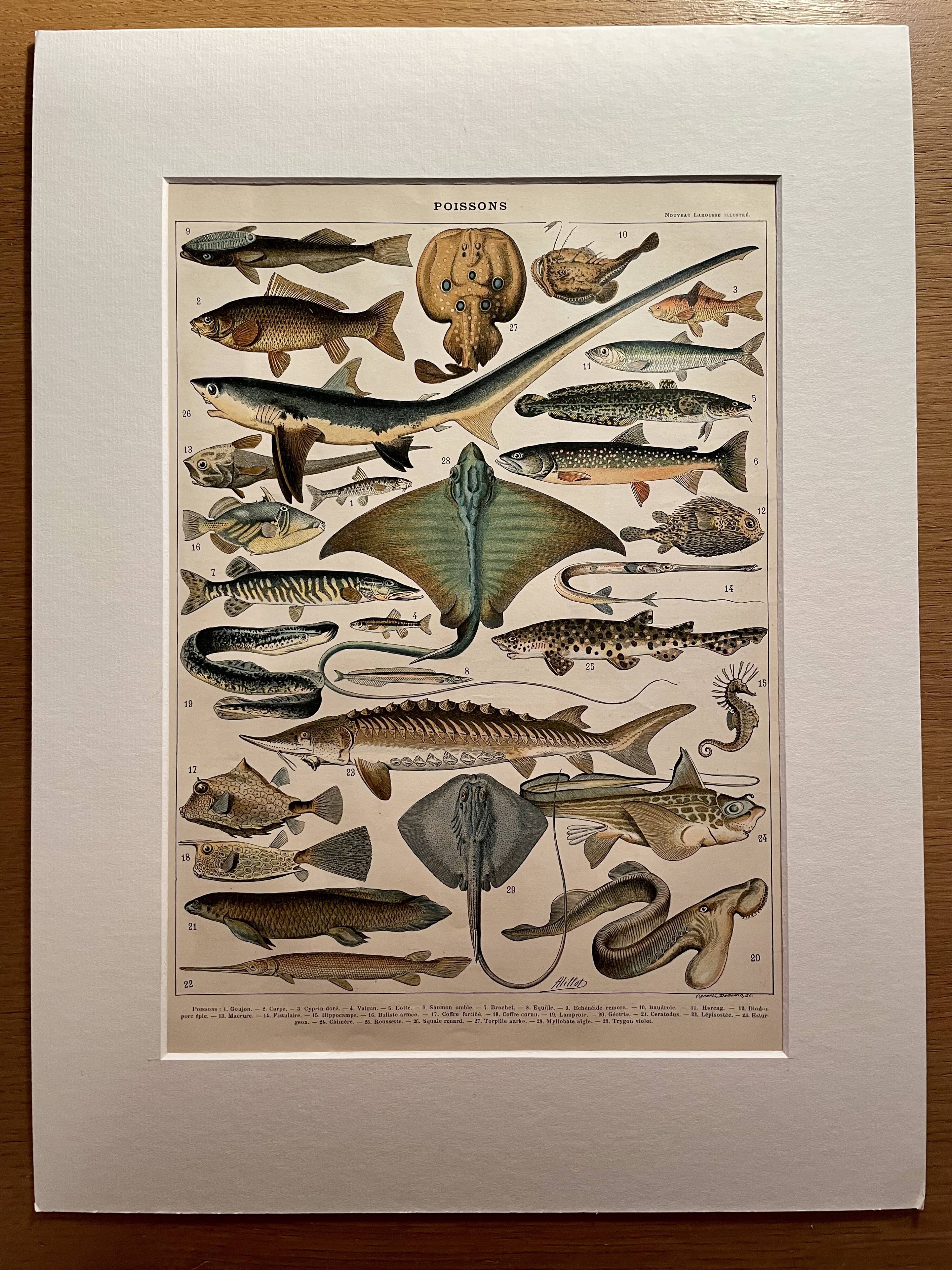 Lithograph on fish (stud) - 1900