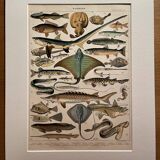 Lithograph on fish (stud) - 1900