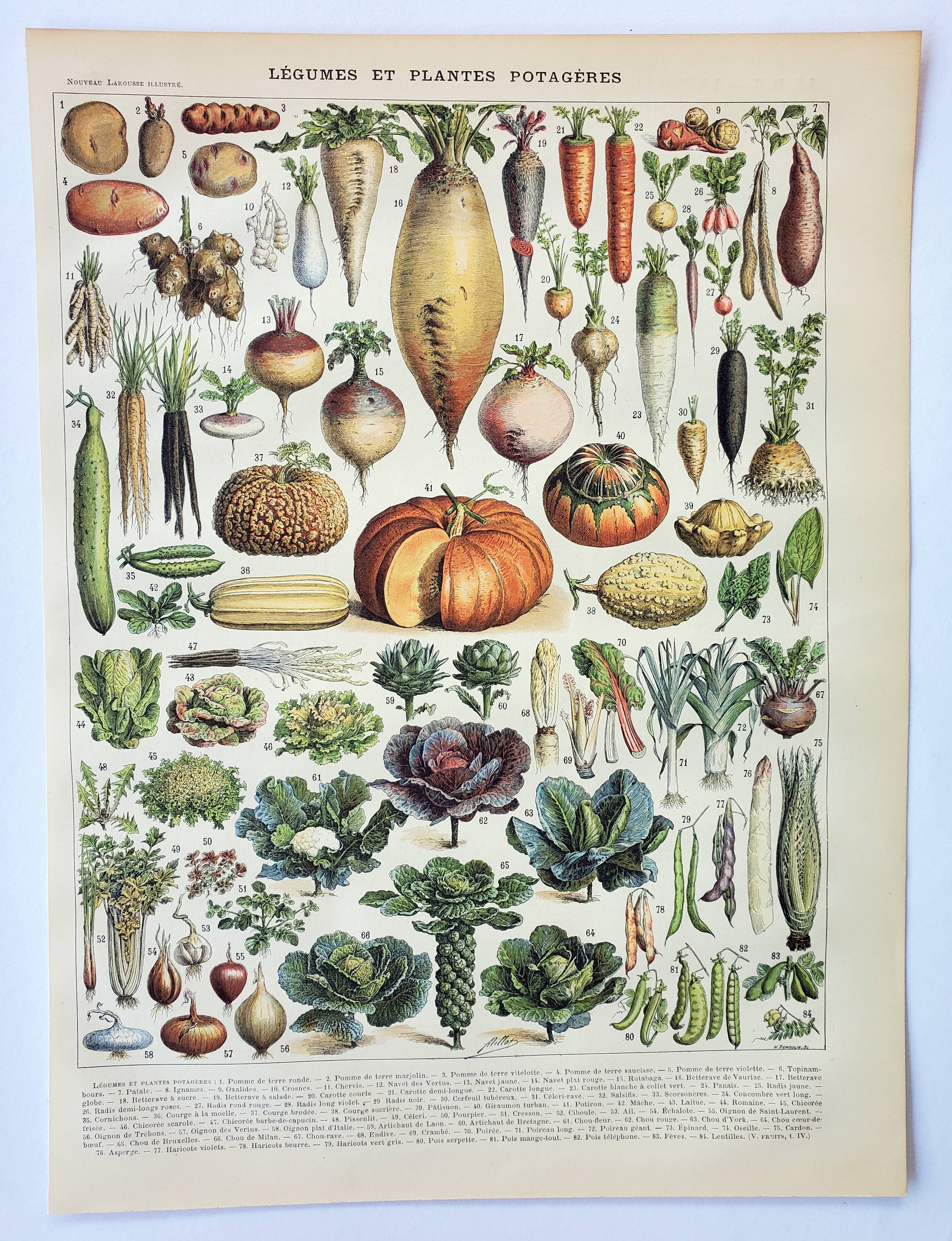 Old engraving 1898, Vegetables and vegetable plants • Lithograph, Original plate