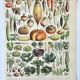 Old engraving 1898, Vegetables and vegetable plants • Lithograph, Original plate