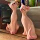 Ceramic cat duo