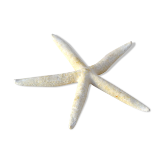 Naturalized starfish