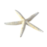 Naturalized starfish