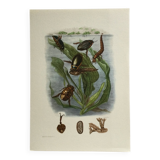Illustration ancienne "insectes", années 60