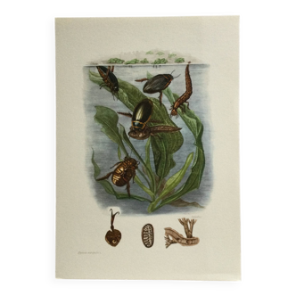Old illustration "insects", 1960s