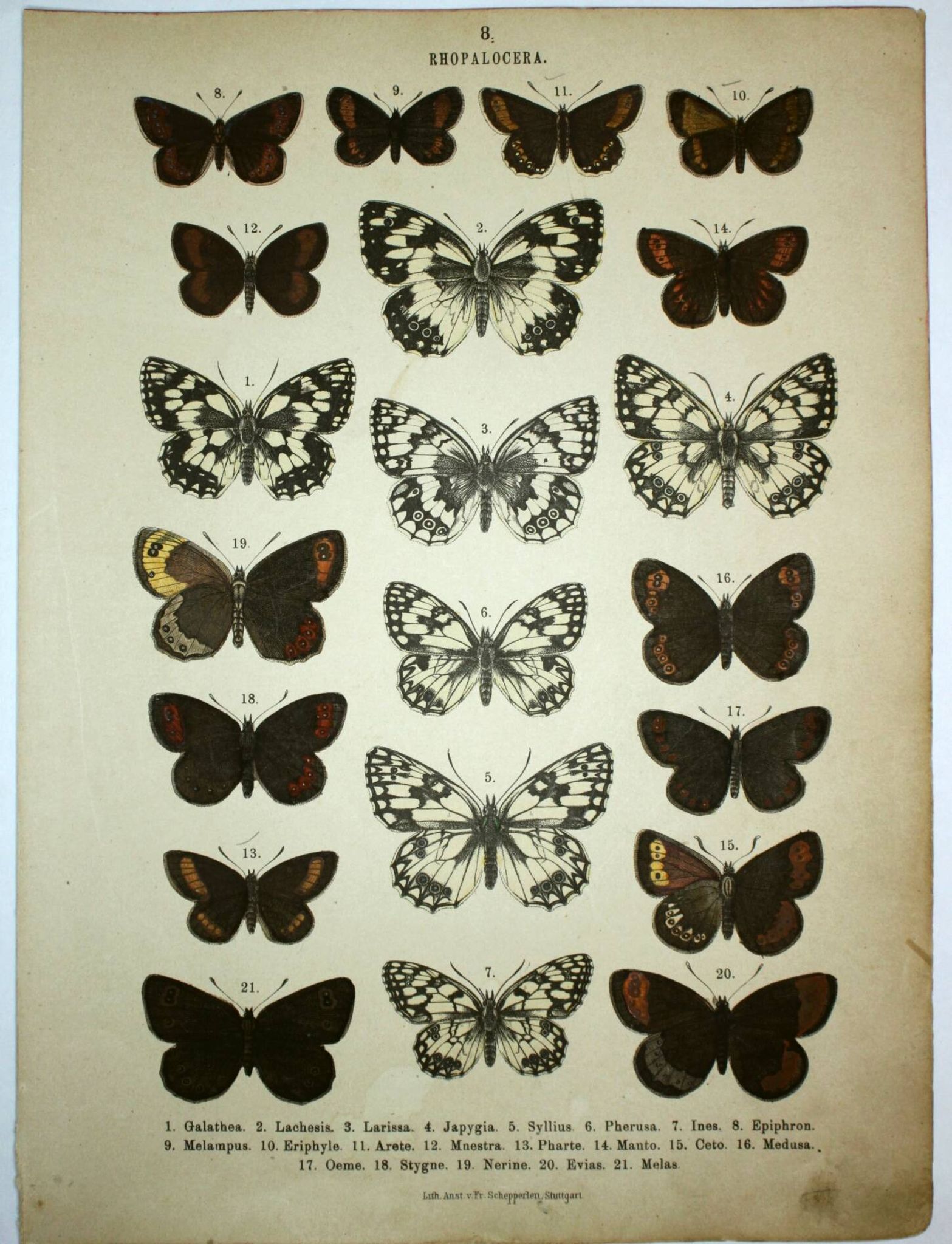 Antique print of Butterflies - Lithograph from 1887 - Galatha