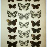 Antique print of Butterflies - Lithograph from 1887 - Galatha