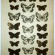 Gravure ancienne de Papillons - Lithographie de 1887 - Galatha