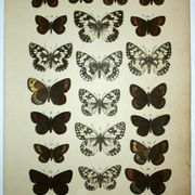 Antique print of Butterflies - Lithograph from 1887 - Galatha