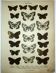 Antique print of Butterflies - Lithograph from 1887 - Galatha