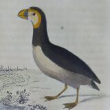 Planche ornithologique originale " Guillemot - Macareux - &c.. Buffon 1837