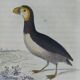 Original ornithological plate " Guillemot - Puffin - &c.. Buffon (1837)