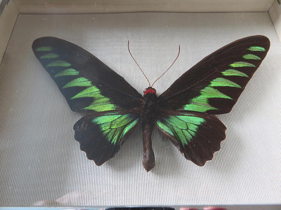 5 papillons - taxidermie cadre exotiques réel - une beauté unique Naturalise G33