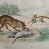 Original zoological plate " wolf & fox " - buffon 1938