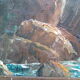 Tableau Louis Vigon