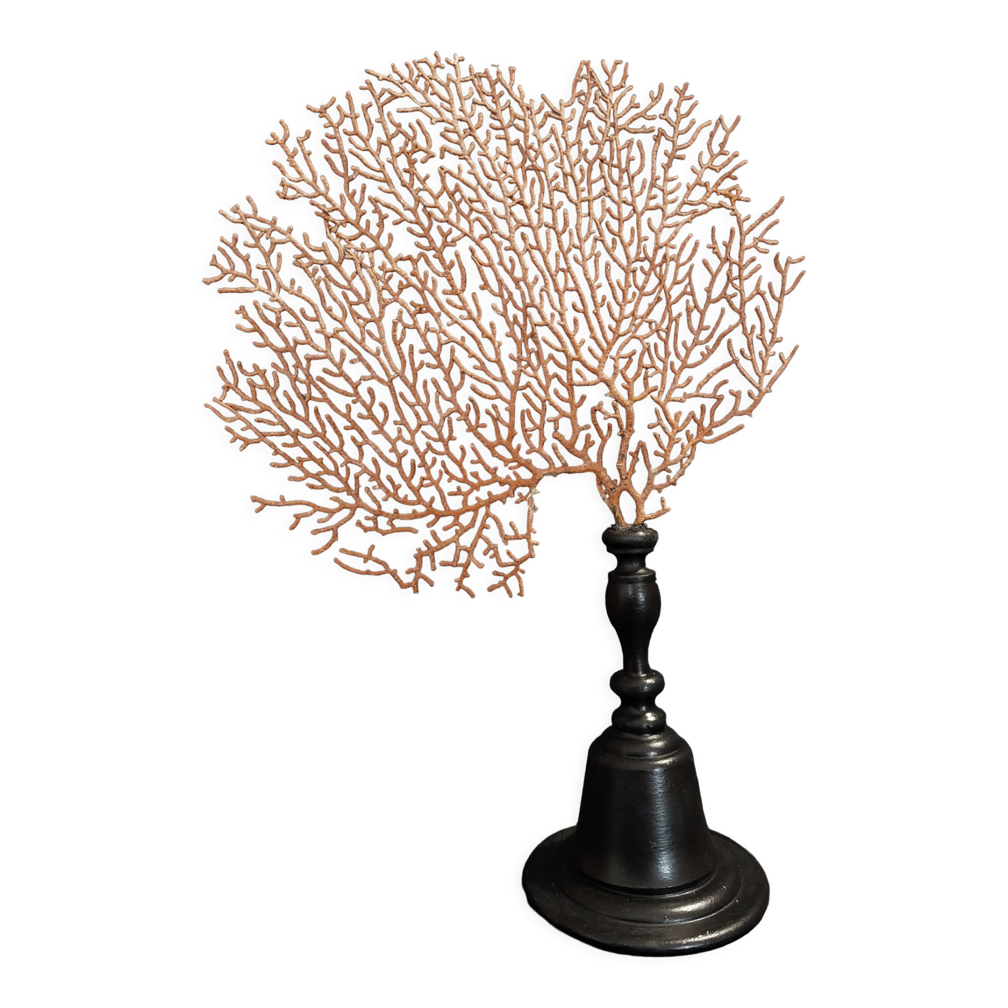 Cabinet of Curiosities red gorgon paramuricea clavata on base