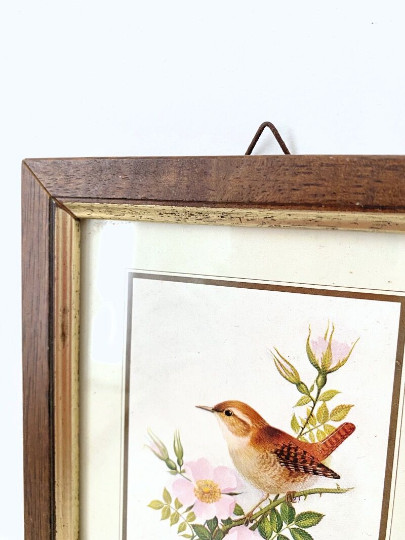 Set of three ornithological frames