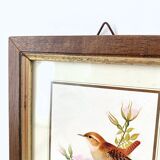 Set of three ornithological frames