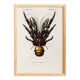 Poster about the Coconut Crab, based on an old engraving from 1849.