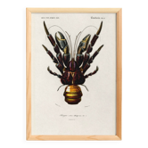 Poster about the Coconut Crab, based on an old engraving from 1849.