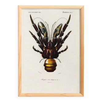 Poster about the Coconut Crab, based on an old engraving from 1849.