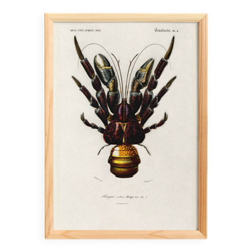 Poster about the Coconut Crab, based on an old engraving from 1849.