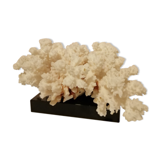 White coral on black marble base