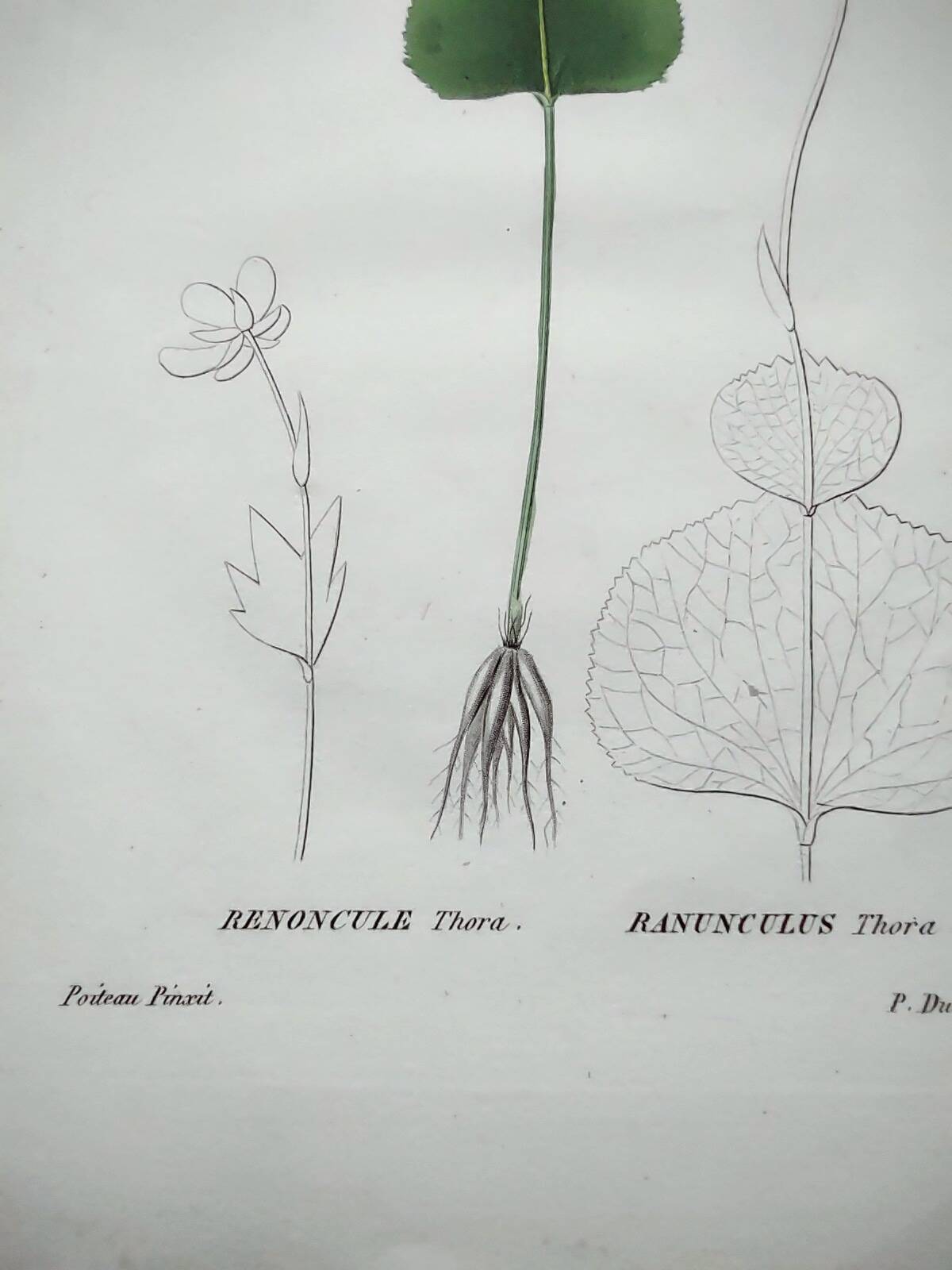 Gravure botanique ancienne de 1829 - Renoncule Thora- Par Pierre-Antoine Poiteau peinte à la main