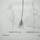 Antique botanical engraving from 1829 - Ranunculus Thora - Hand painted by Pierre-Antoine Poiteau