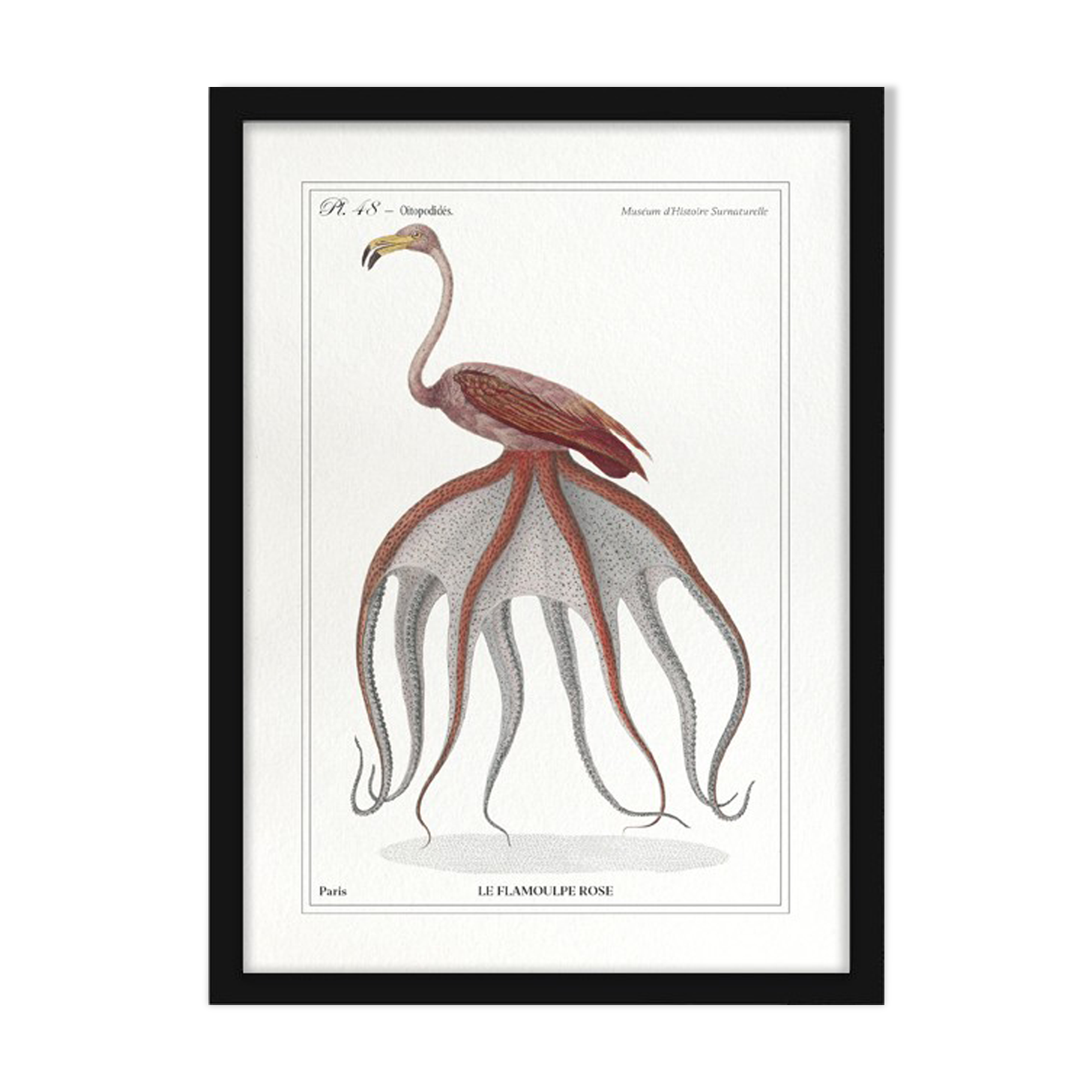 Chimera lithograph animal engraving - the pink flamoulpe