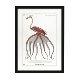 Chimera lithograph animal engraving - the pink flamoulpe