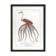 Chimera lithograph animal engraving - the pink flamoulpe