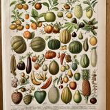 Lithograph on fruits (apricot) - 1900