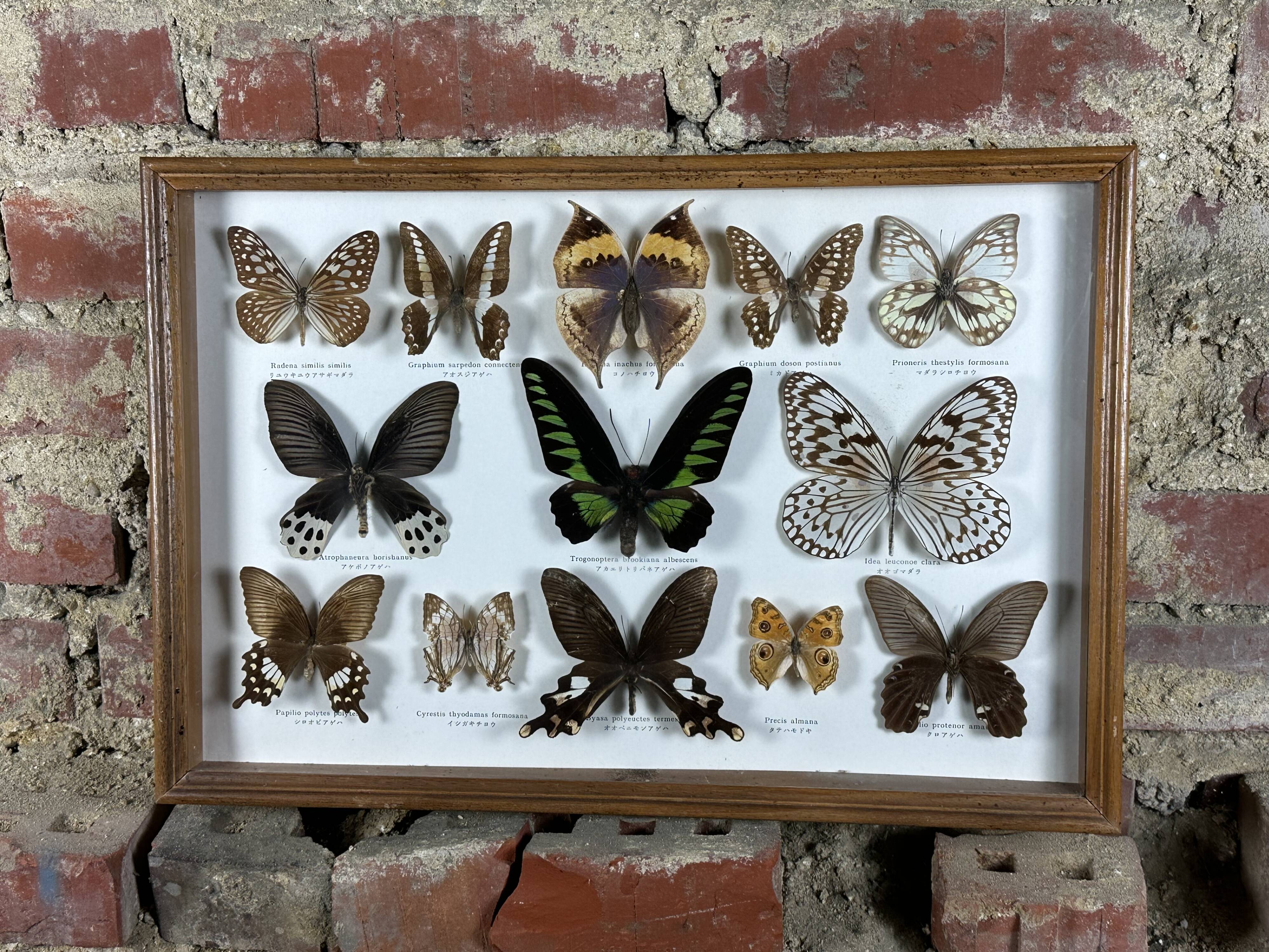 Old entomological frame butterflies 13 species