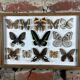 Old entomological frame butterflies 13 species