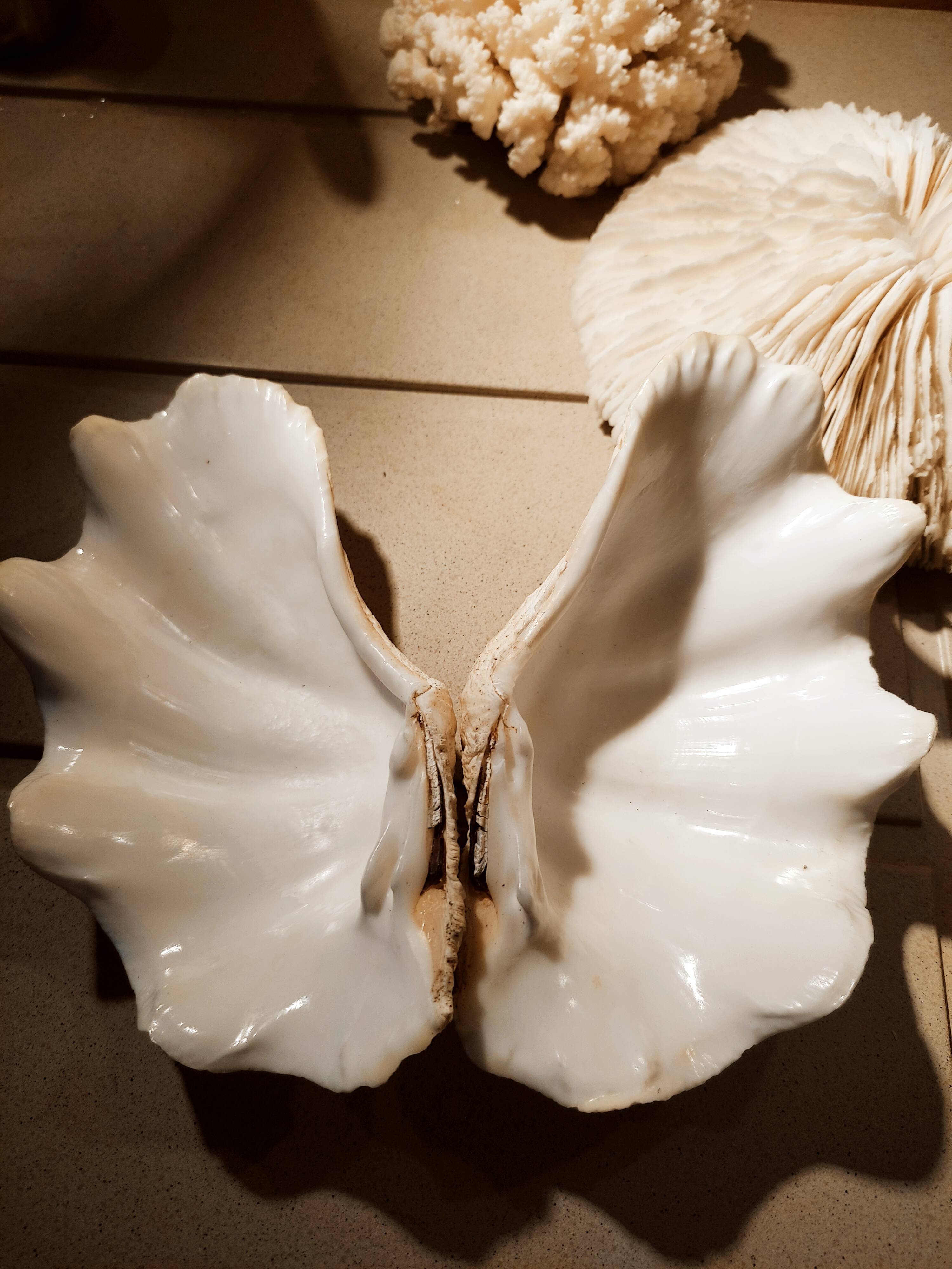 Corals and shellfish