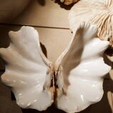 Corals and shellfish