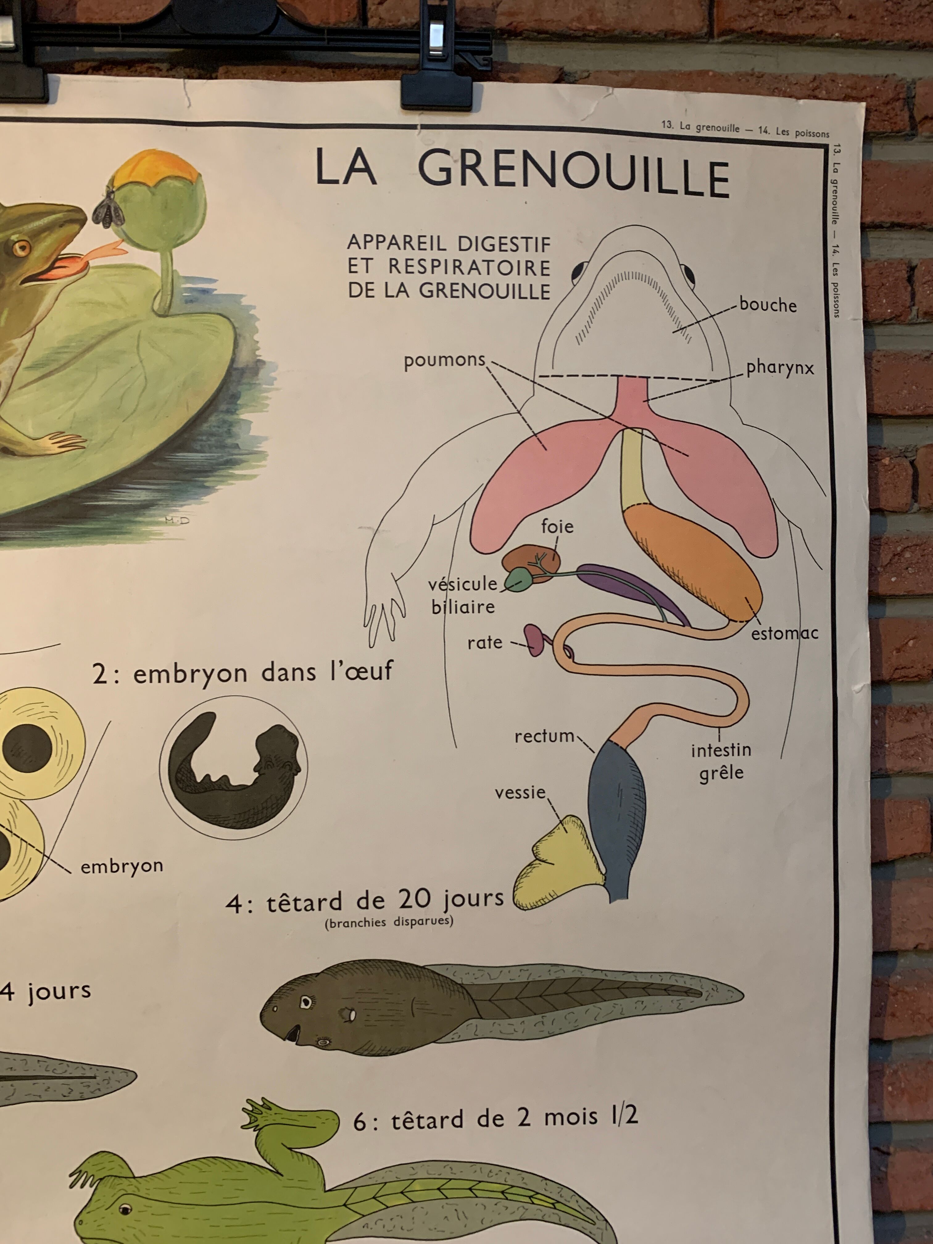 Poster The Frog and The Perch