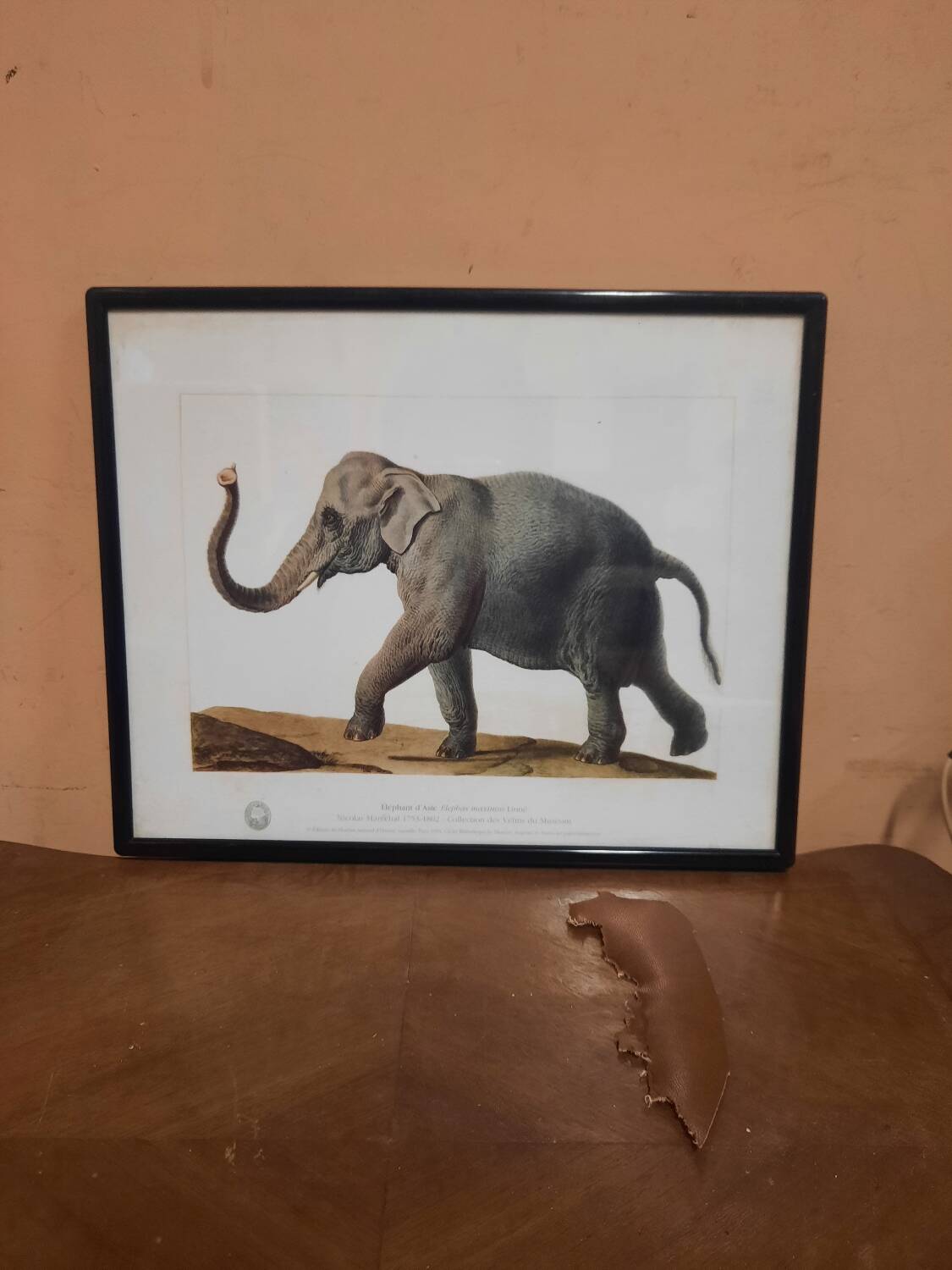 Elephant illustration