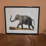 Elephant illustration