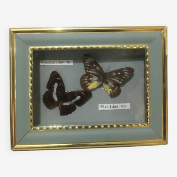 Naturalized butterflies frame