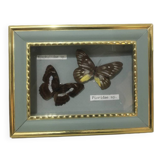 Naturalized butterflies frame