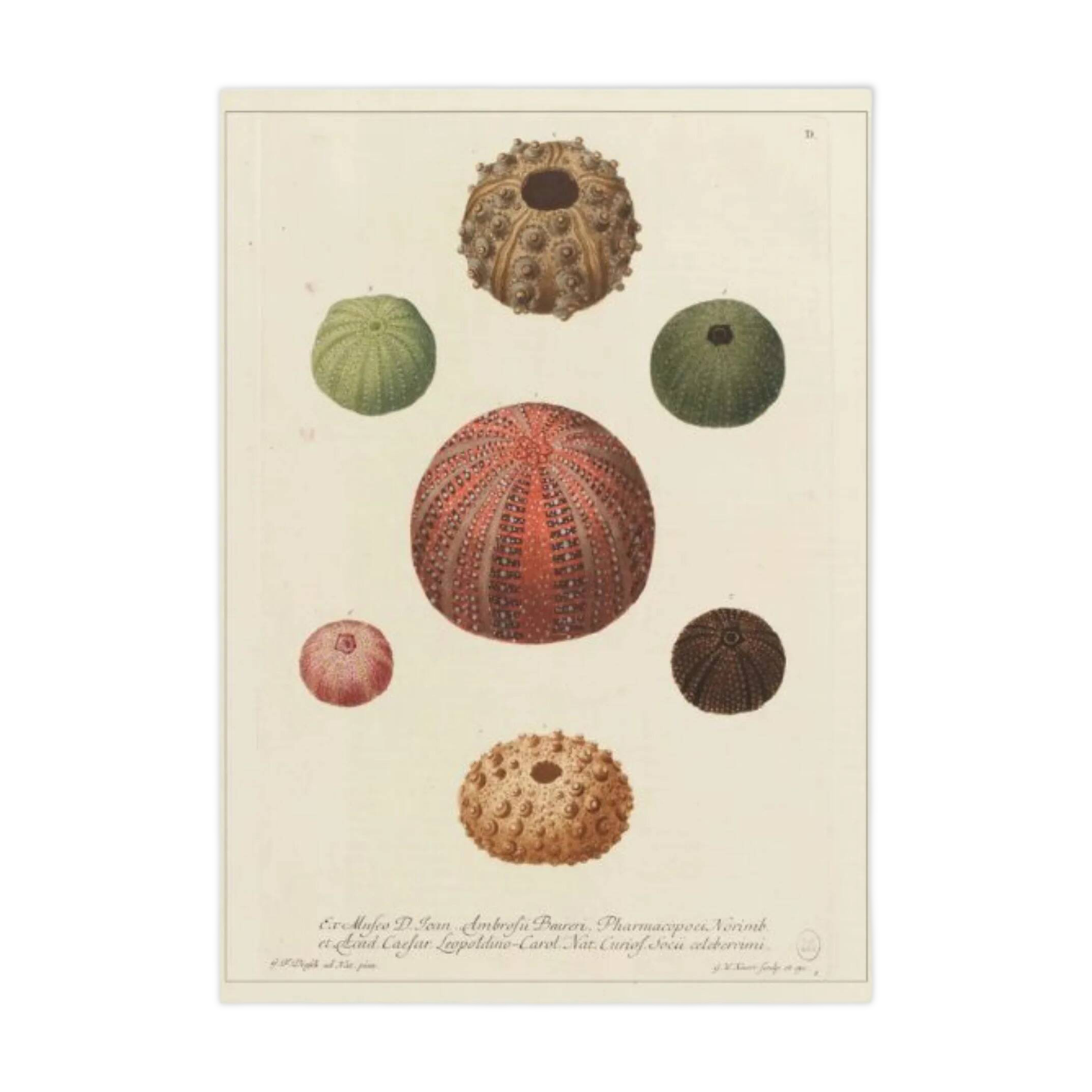 Vintage botanical poster of sea urchins printed on canvas, 30 × 40 cm