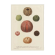 Vintage botanical poster of sea urchins printed on canvas, 30 × 40 cm