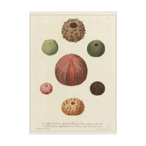 Affiche botanique vintage d'oursins imprimée sur toile