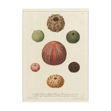 Vintage botanical poster of sea urchins printed on canvas, 30 × 40 cm