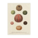 Vintage botanical poster of sea urchins printed on canvas, 30 × 40 cm
