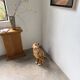 XL Italian ceramic leopard sculpture statue 1970