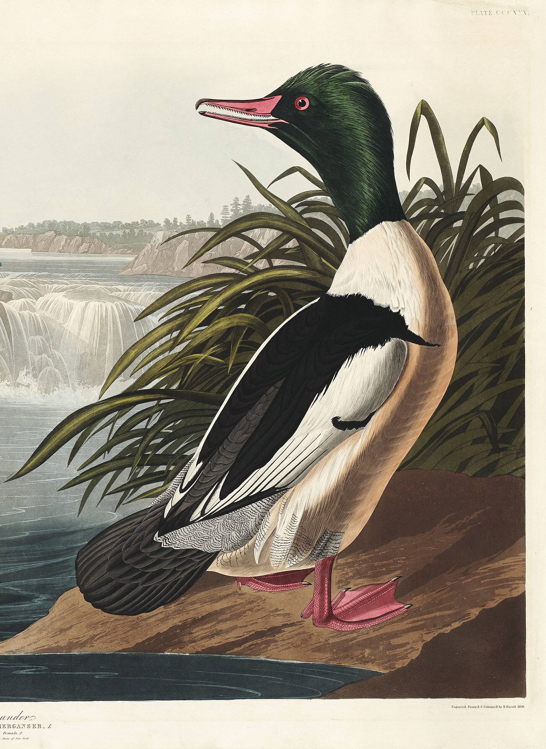 Poster about the Common Merganser, based on an old engraving from 1827.