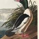 Poster about the Common Merganser, based on an old engraving from 1827.